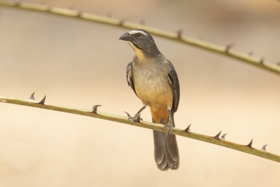 10Bluish-grey Saltator.jpg