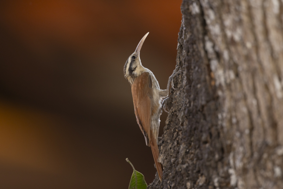 18Narrow-billed Woodcreeper.jpg