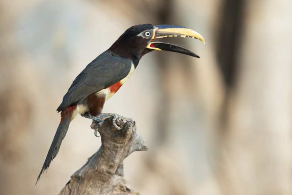 02Chetnut-eared Aracari_j8bvdtcpy8o4.jpg