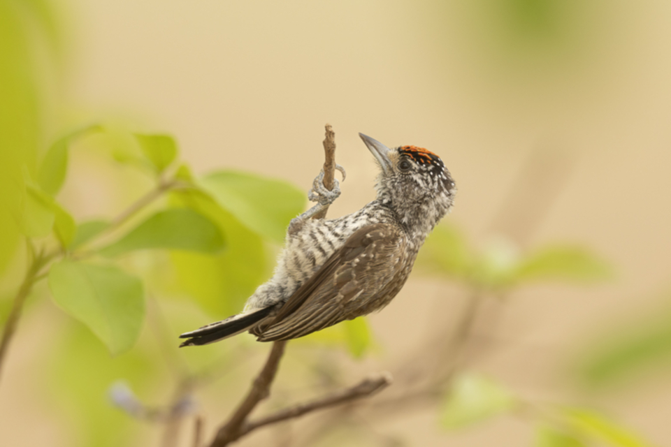 11White-barred Piculet - Zebrazwergspecht_3ezfq2jhmgxp.jpg