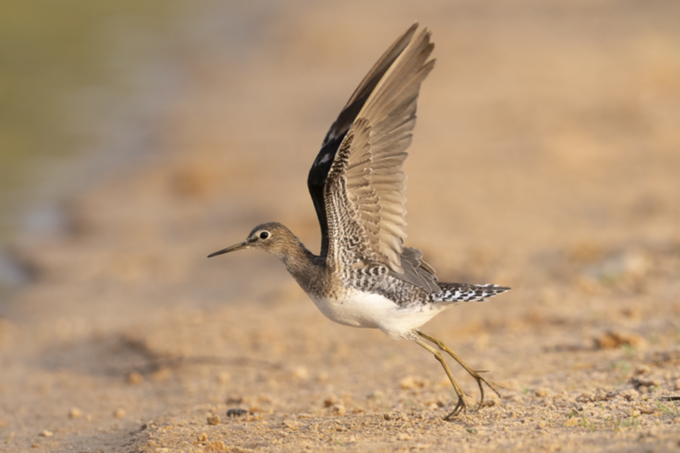 62Solitary Sandpiper.jpg