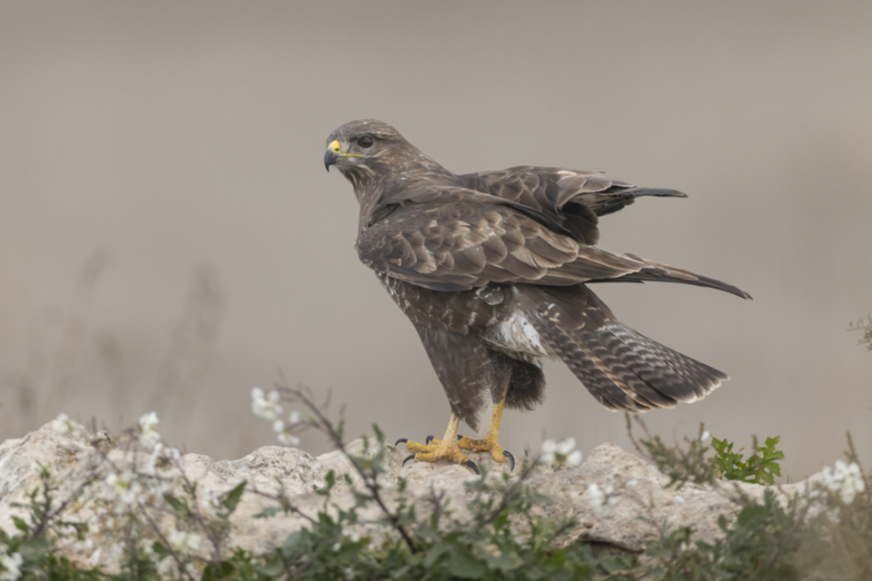 09Maeusebussard.jpg