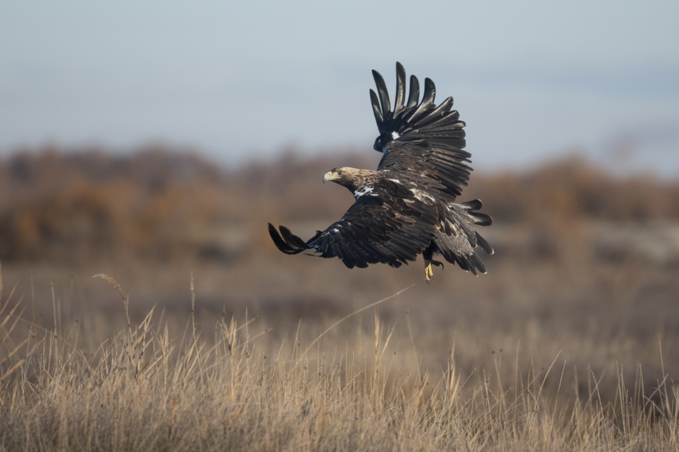 25Iberienadler.jpg