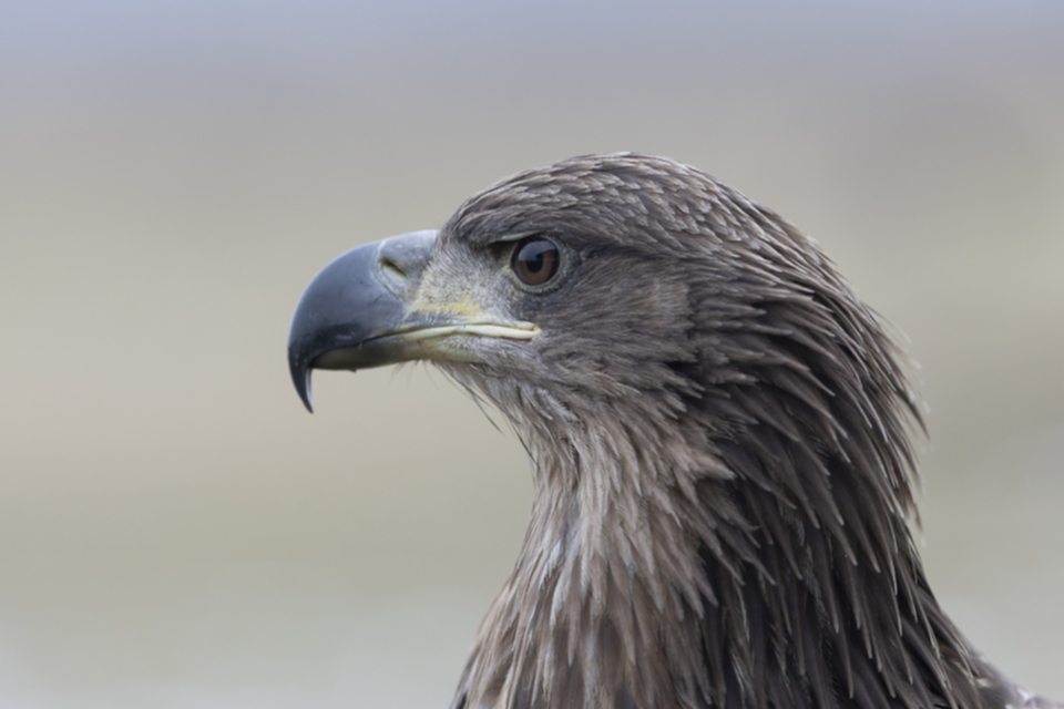 03Seeadler.jpg