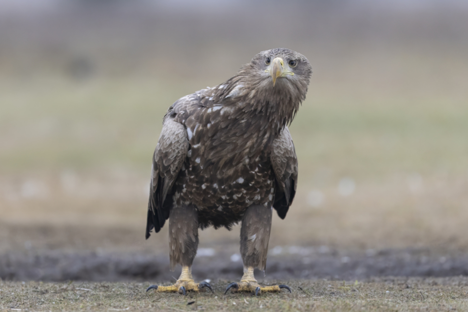 06Seeadler.jpg