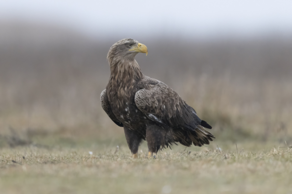 08Seeadler.jpg