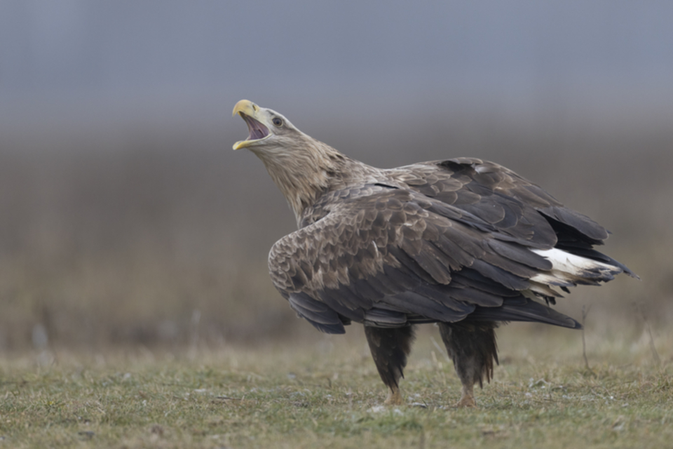 09Seeadler.jpg