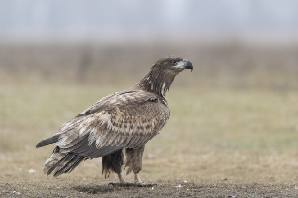 02Seeadler_7ylmw7gws9ju.jpg