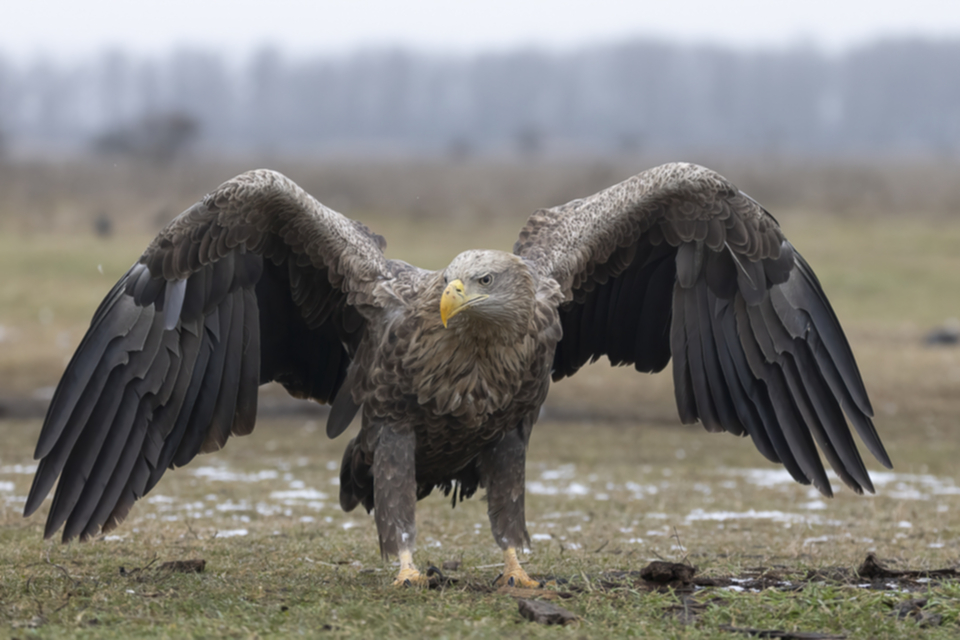 12Seeadler.jpg