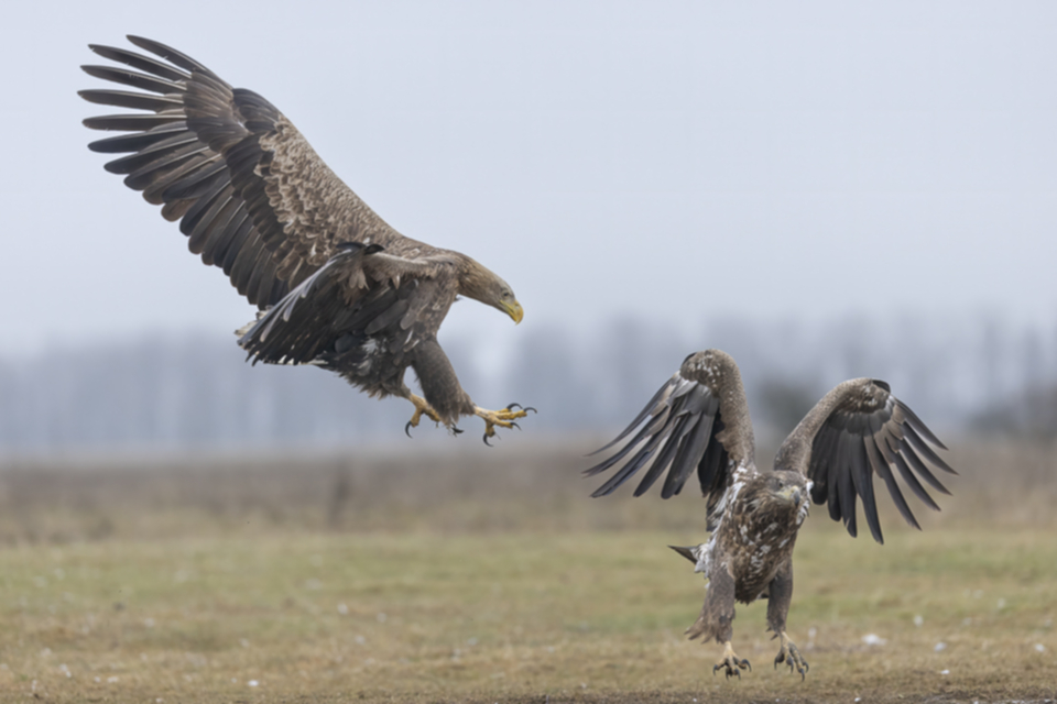 16Seeadler.jpg