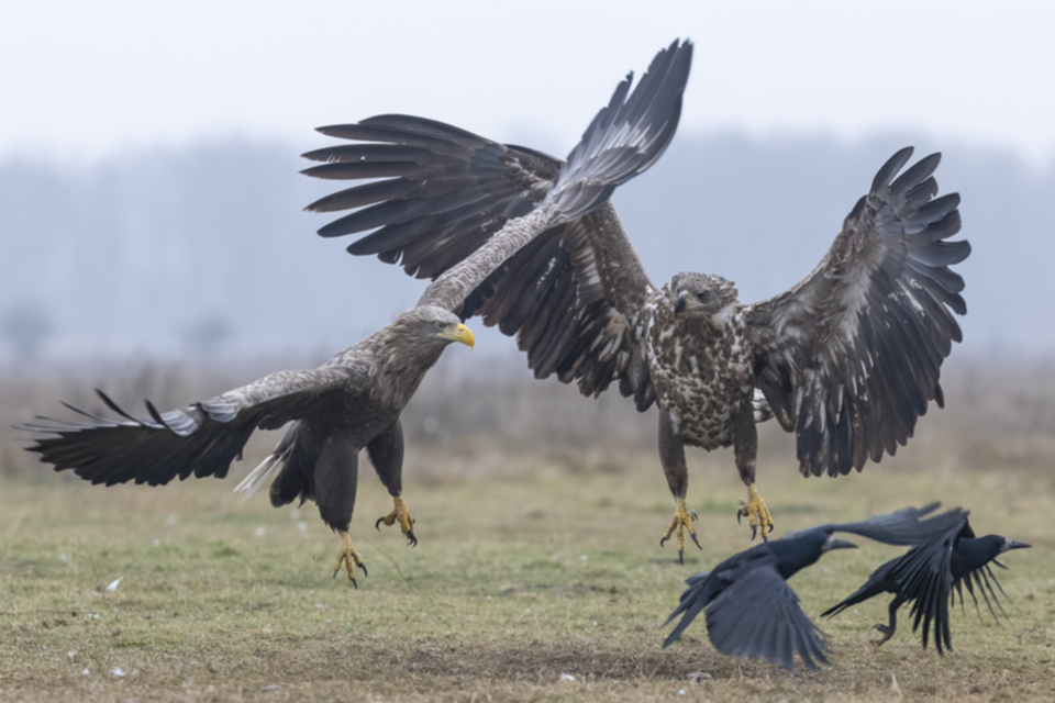 18Seeadler.jpg