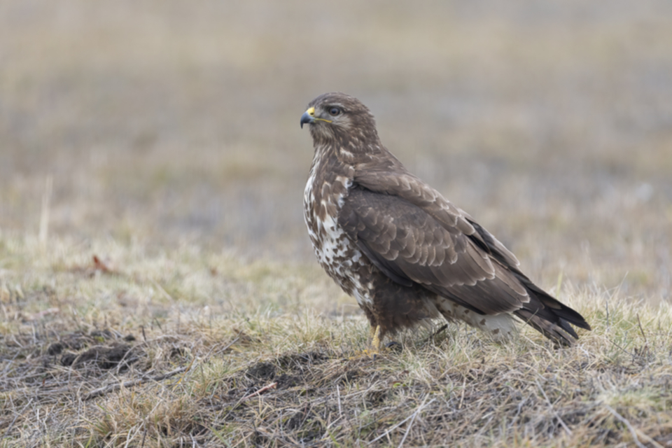 46Maeusebussard.jpg