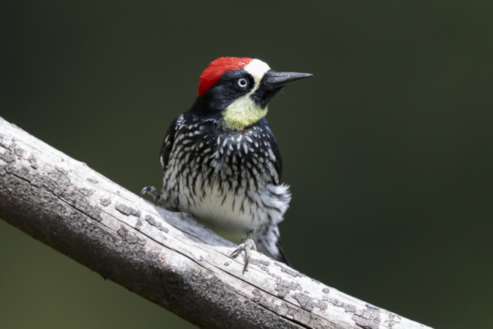 01Acorn Woodpecker.jpg