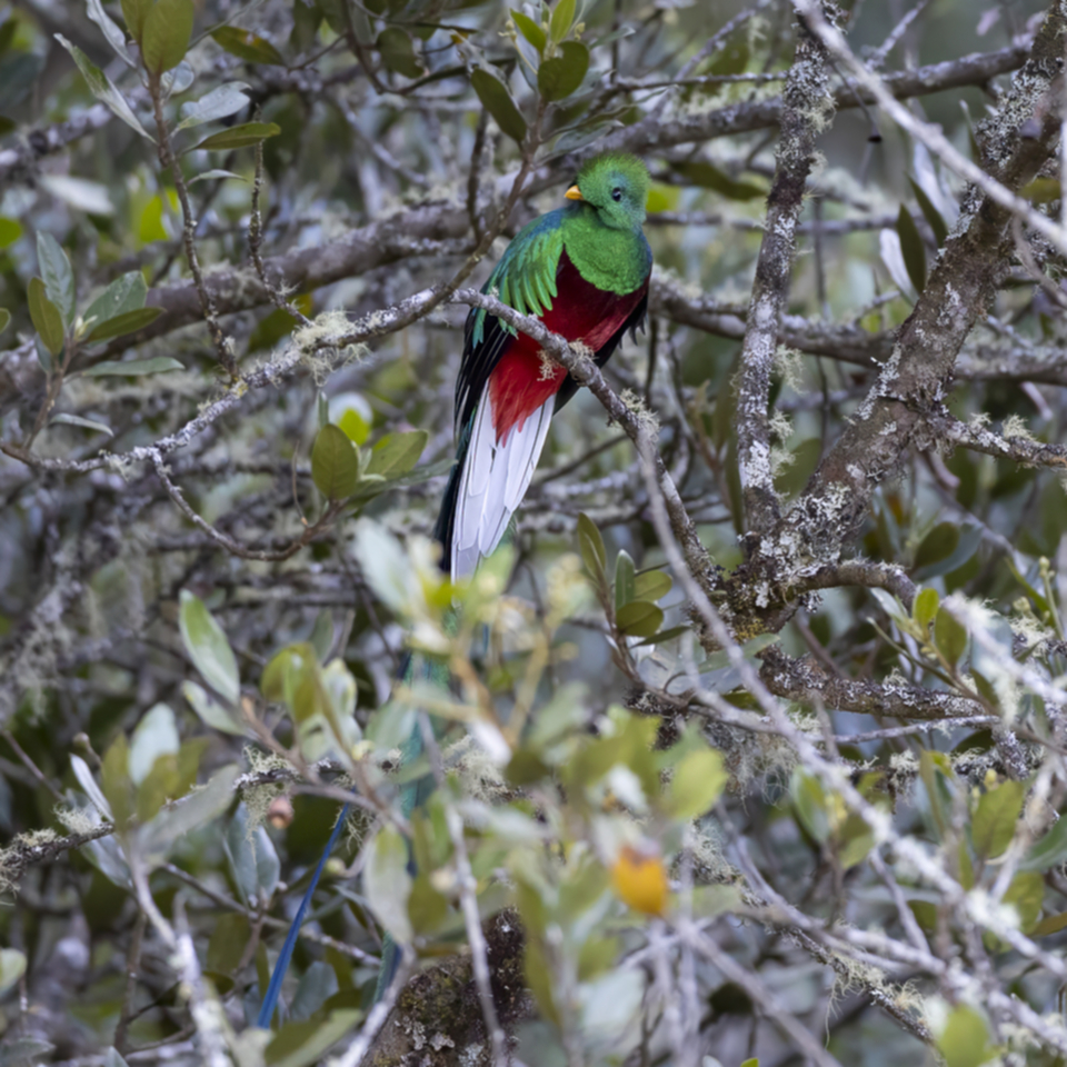 03Resplendent Quetzal.jpg