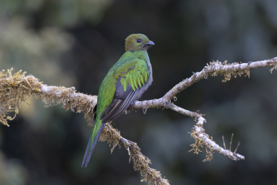 04Resplendent Quetzal.jpg