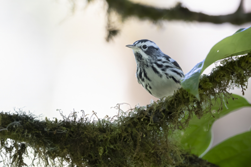 05Black and White Warbler.jpg