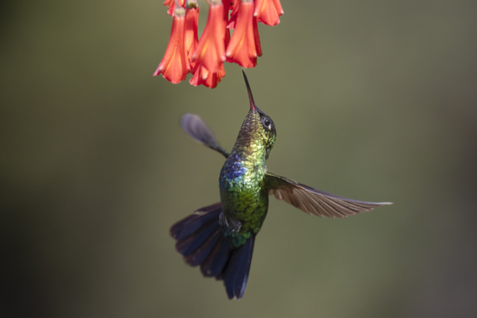 08Fiery-throated Hummingbird.jpg