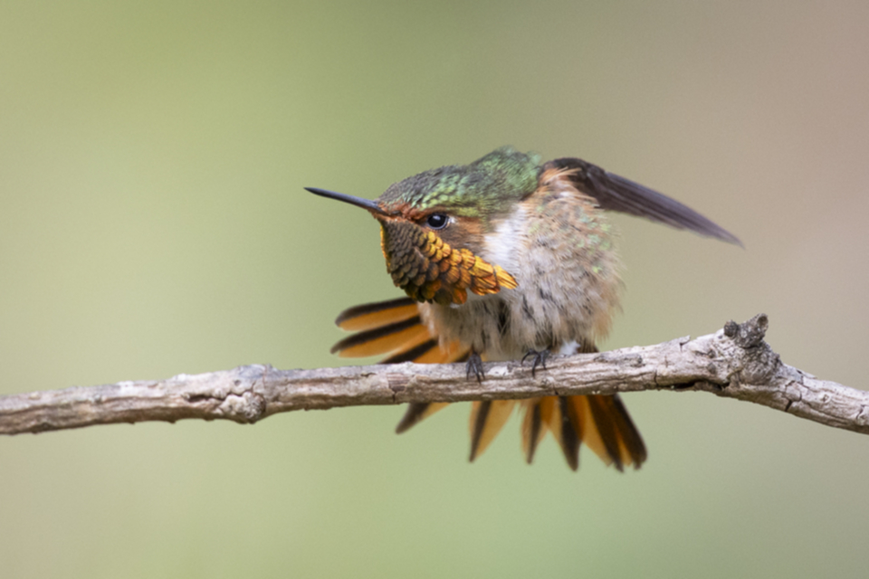 09Scintillant Hummingbird.jpg