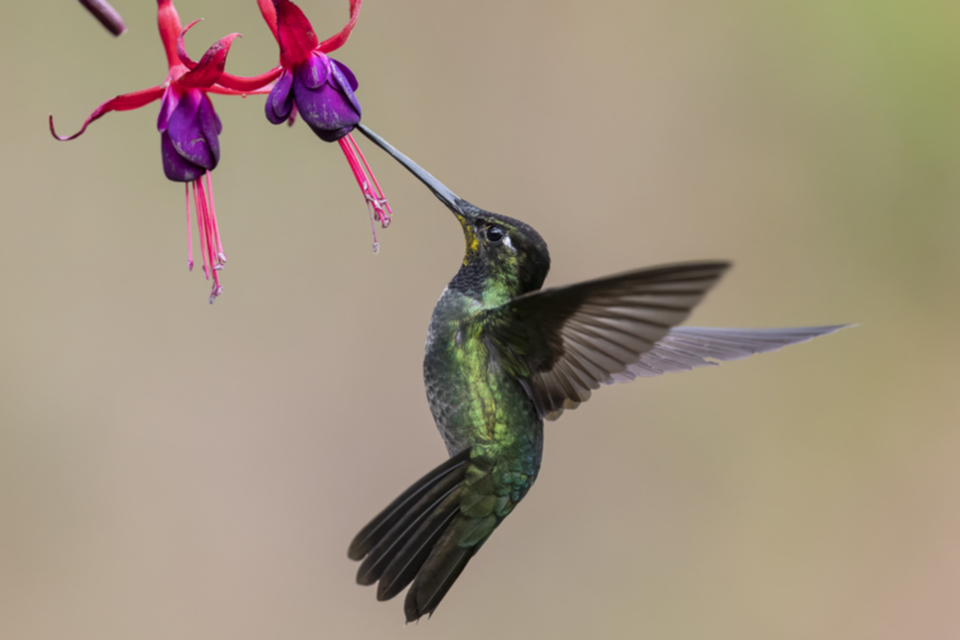 11Talamanca Hummingbird.jpg