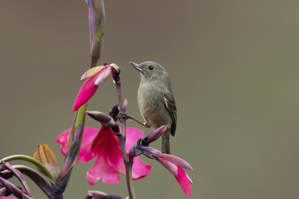 12Slaty Fowerpiercer.jpg