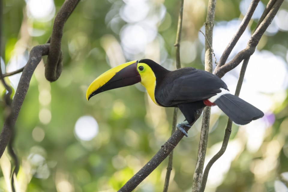 14Yellow-throated Toucan.jpg