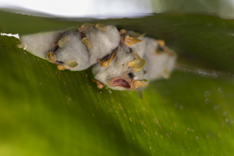 15White Bat.jpg