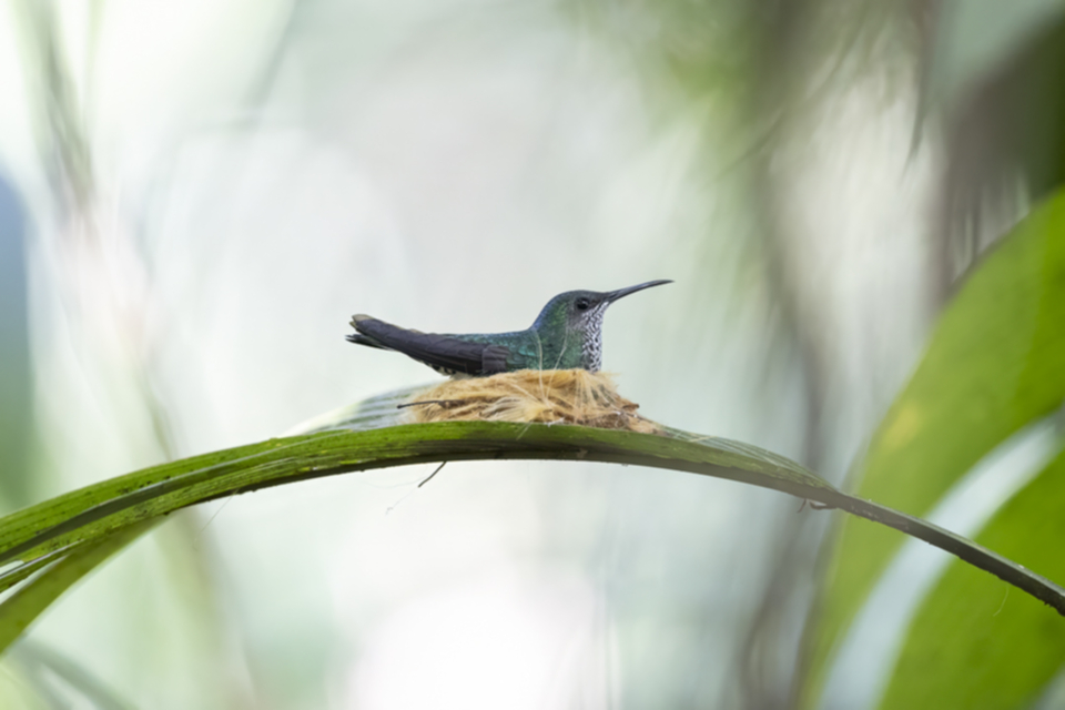 16White-necked Jacobin.jpg