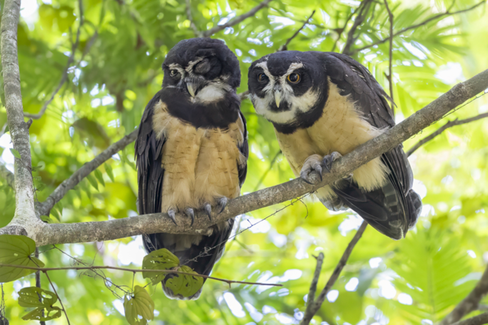 17Spectacled Owl.jpg