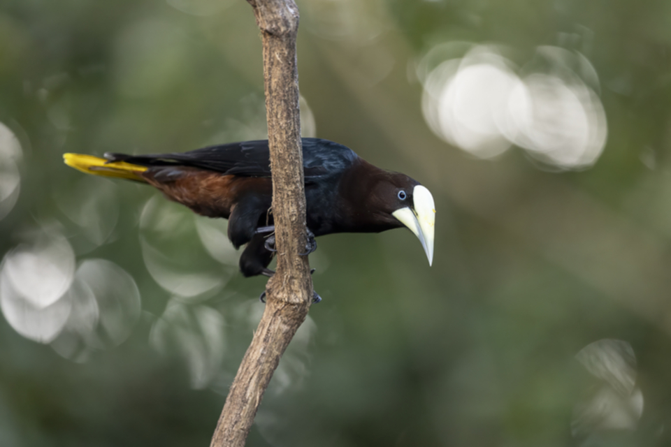 18Chestnut-headed Oropendola.jpg