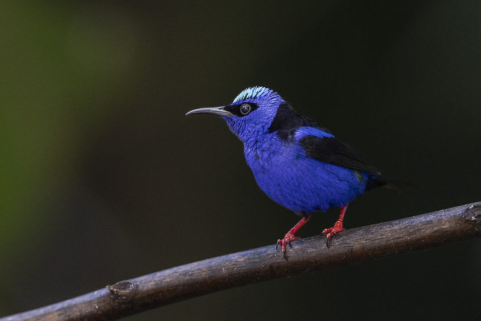 19Red-legged Honeycreeper.jpg