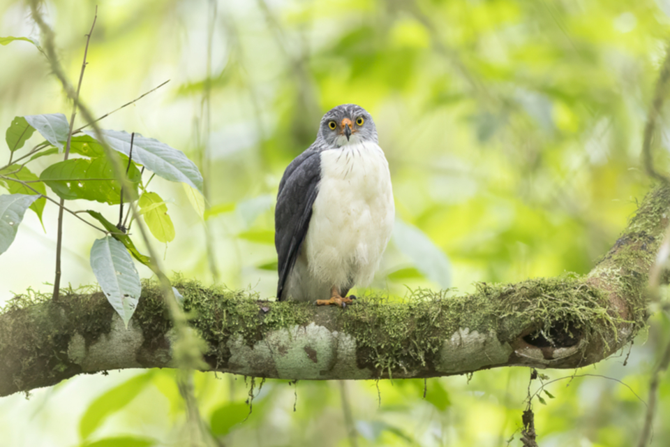 20Semiplumbeous Hawk.jpg