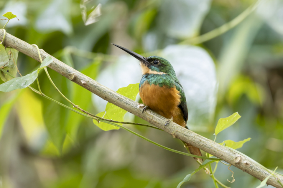 21Rufous-tailed Jacamar.jpg