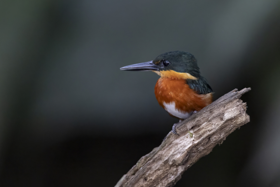 22American Pygma Kingfisher.jpg