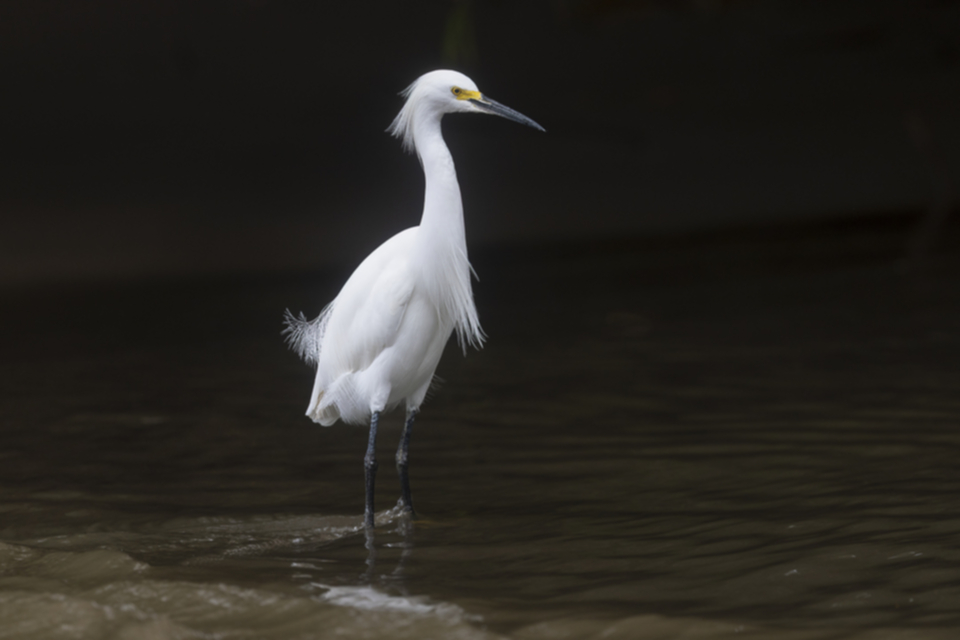 23Snowy Egret.jpg