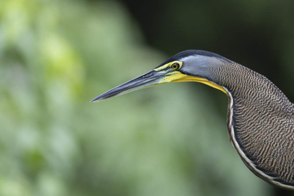 24Bare-throated Tigerheron.jpg