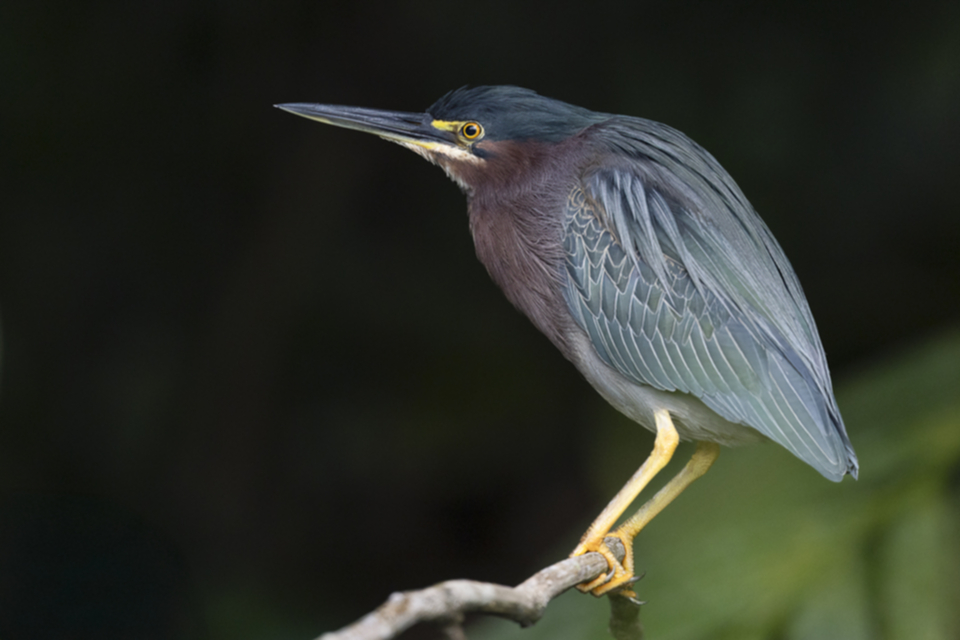 25Green Heron.jpg