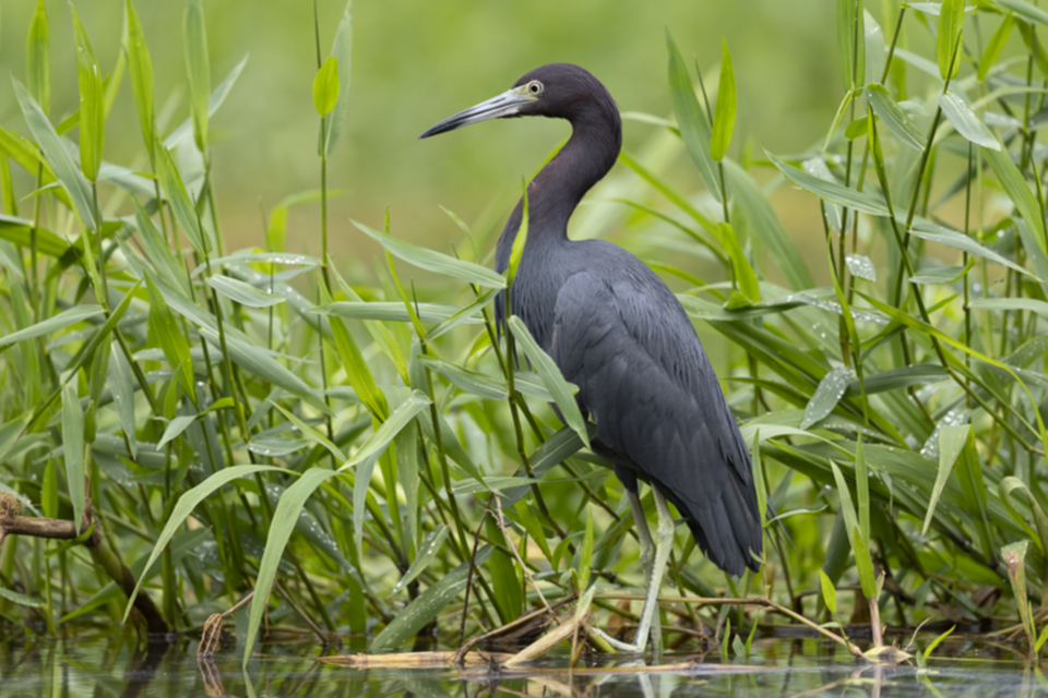 26Little Blue Heron.jpg