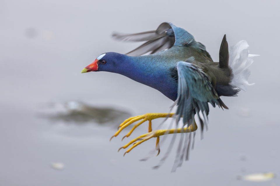 27Purple Gallinule.jpg