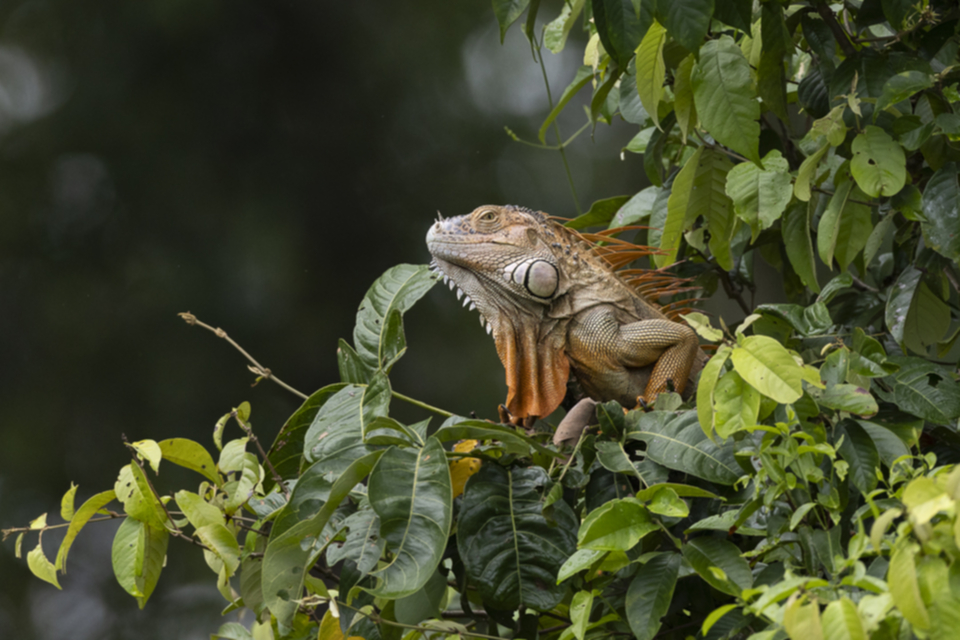 28Green Iguana.jpg