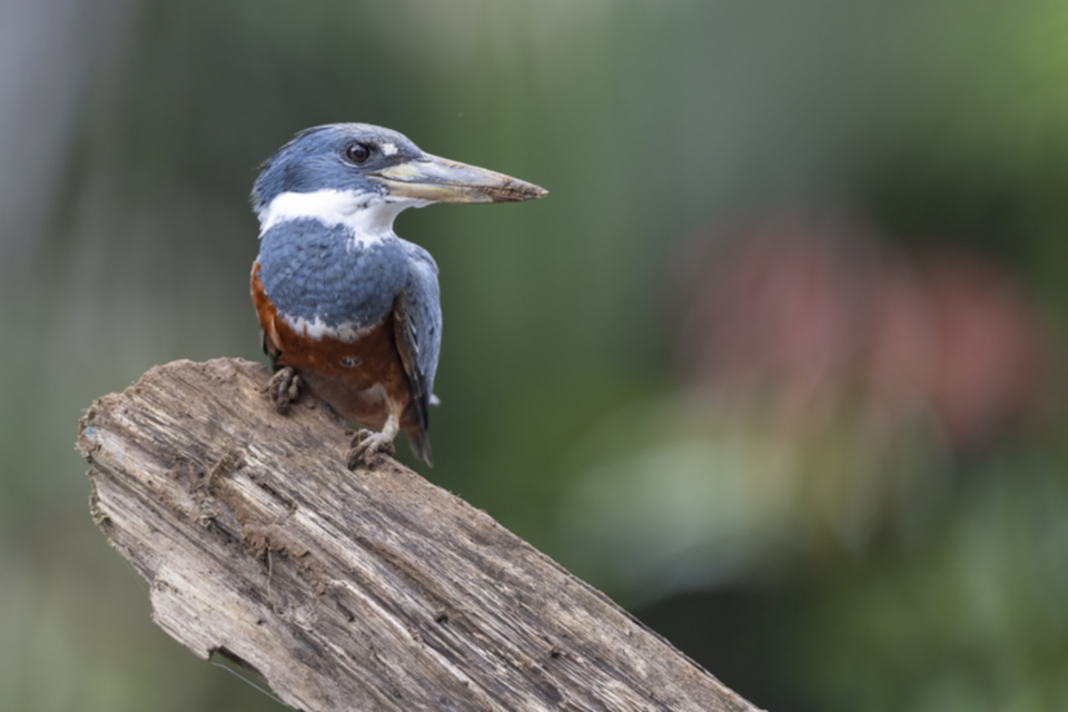 30Ringed Kingfisher.jpg