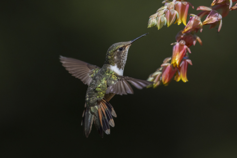 10Volcano Hummingbird_1a5cfnln0xia1.jpg