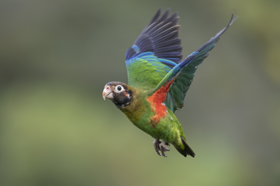 31Brown-hooded Parrot.jpg