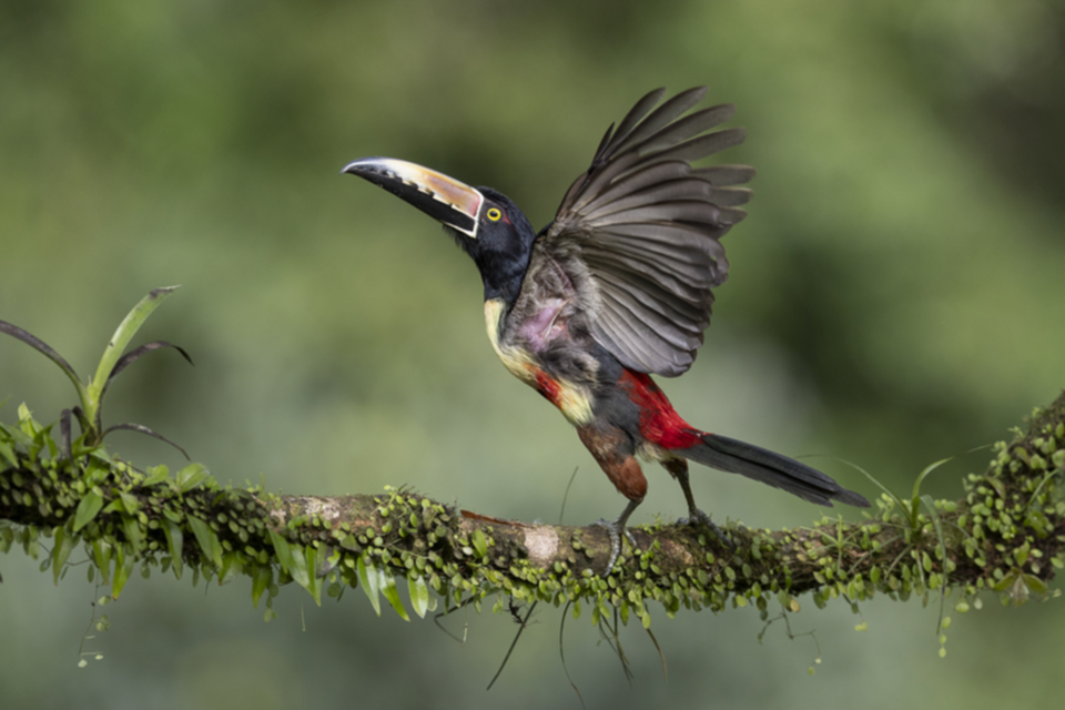 34Collared Aracari.jpg