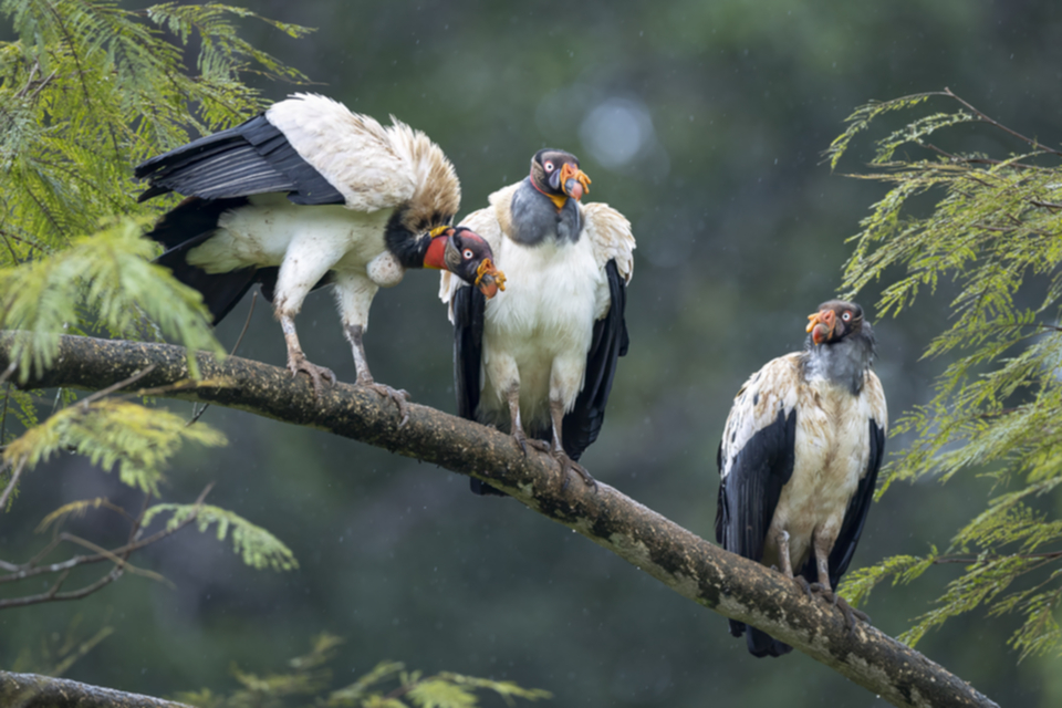 36King Vulture.jpg