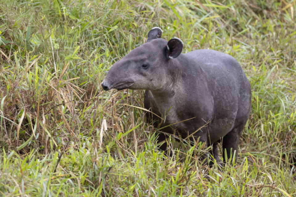 35Baird's Tapir.jpg