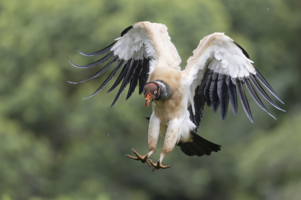 37King Vulture.jpg