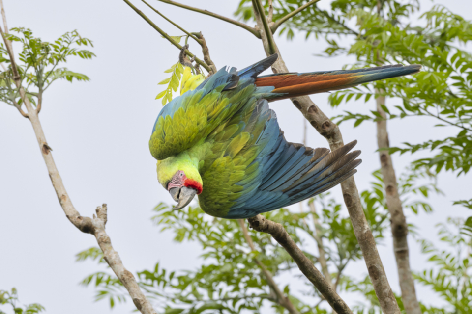 38Great Green Macaw.jpg