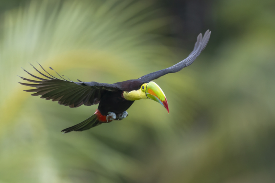 40Keel-billed Tucan.jpg