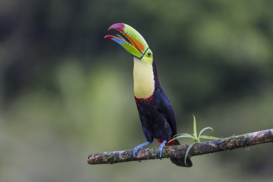 41Keel-billed Toucan.jpg