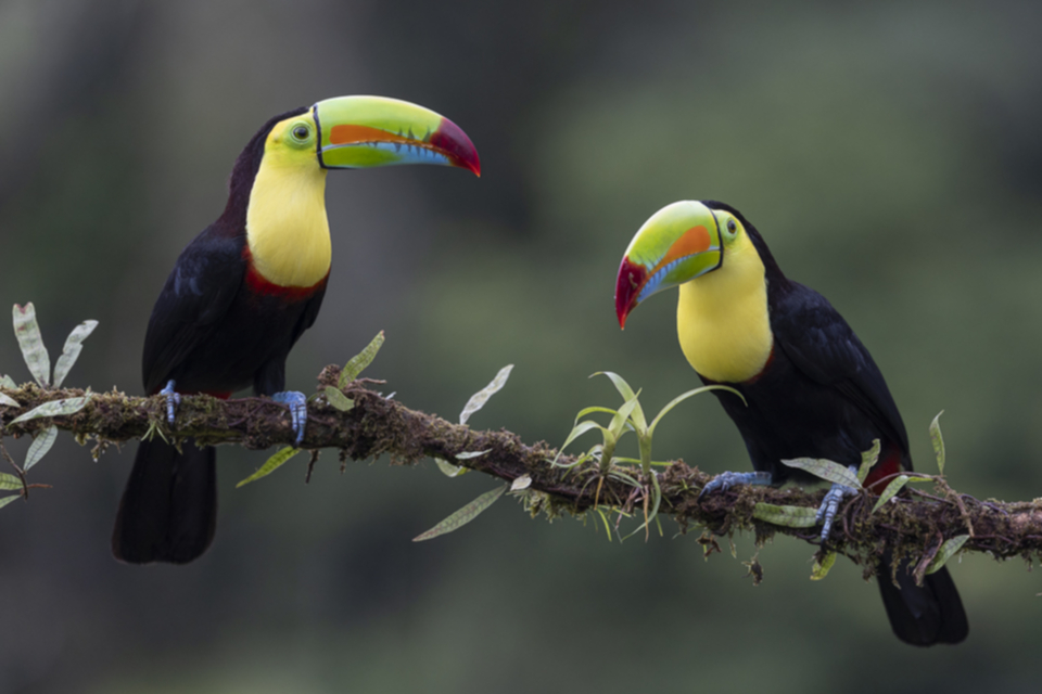 42Keel-billed Toucan.jpg